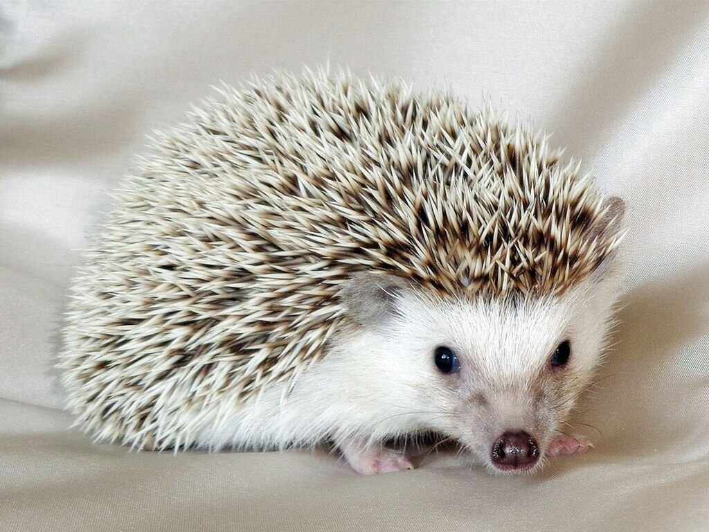 Африканский ёж.