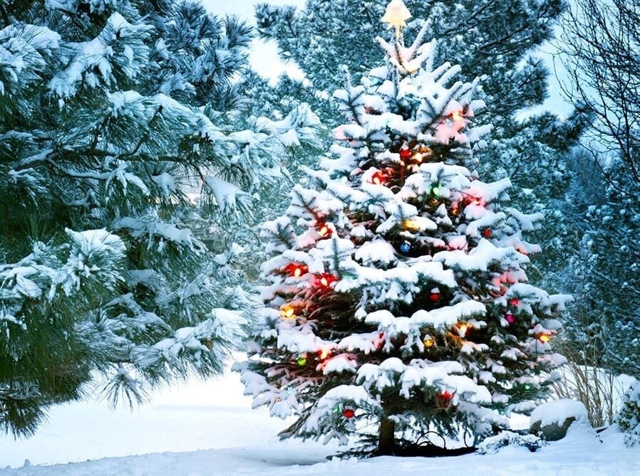 Первыми начали наряжать рождественскую елку в Германии. По легенде за появление этой традиции мы должны быть благодарны Мартину Лютеру, выдающемуся немецкому реформатору. Накануне рождества в 1513 году он, как гласит предание, возвращался домой и любовался усыпанным звездами небом. Складывалось впечатление, что они искрятся и на ветвях деревьев. Добравшись до дома, Мартин Лютер решил воспроизвести увиденное, поэтому поставил небольшую елку на стол, нарядил ее свечами и звездой, которую поместил на верхушку в качестве напоминания о Вифлеемской звезде, указавшей по Библии путь к месту рождения Иисуса.

Широко известно, что в Центральной Европе XVI столетия существовала традиция наряжать небольшое буковое деревце грушами, сливами и яблоками, которые предварительно варились в меду, а также лесными орехами. В канун Рождества украшенный таким образом бук устанавливали в центре праздничного стола.

Примерно через столетие в Швейцарии и Германии на рождественских застольях уже появились не только лиственные деревья, но и хвойные. Главное требование, которое к ним предъявлялось, касалось величины. Дерево должно было быть миниатюрным. Сначала небольшие елочки, украшенные яблоками и конфетами, было принято подвешивать к потолку, и только со временем появилась традиция устанавливать в гостиной большое дерево.


С XVIII по XIX столетия традиция наряжать рождественскую елку вышла за пределы Германии и прижилась в Англии, Дании, Голландии, Чехии и Австрии. Благодаря развитию эмиграции выходцы из Германии научили украшать елки и американцев. Сначала для этого использовались фрукты, свечи и разнообразные сладости, но со временем появился обычай наряжать рождественские деревья игрушками из картона, ваты и воска, а впоследствии и из стекла.