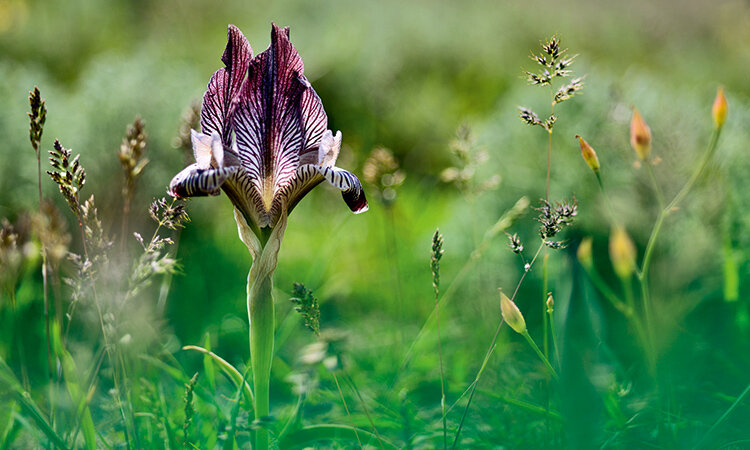 Здешние ирисы выделяются необычным цветом