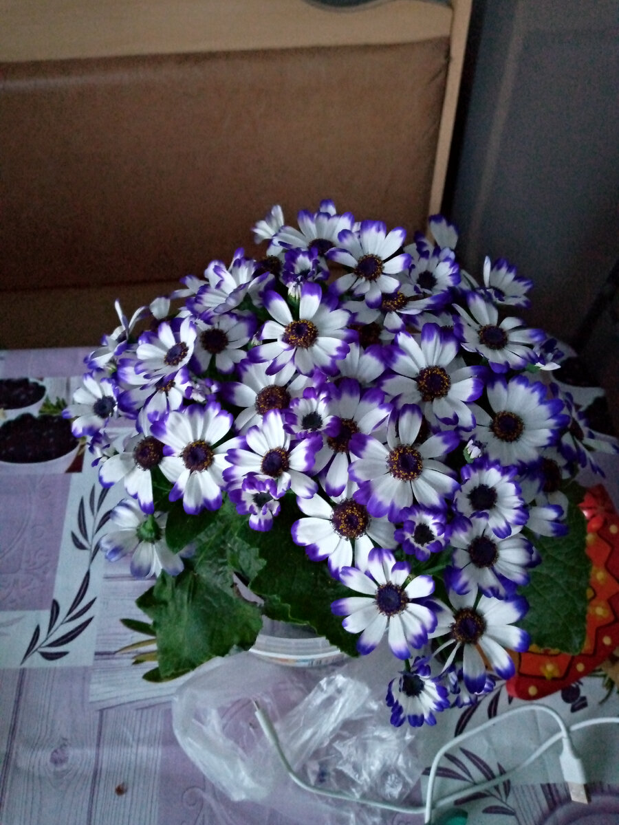 Цветы для учителя 