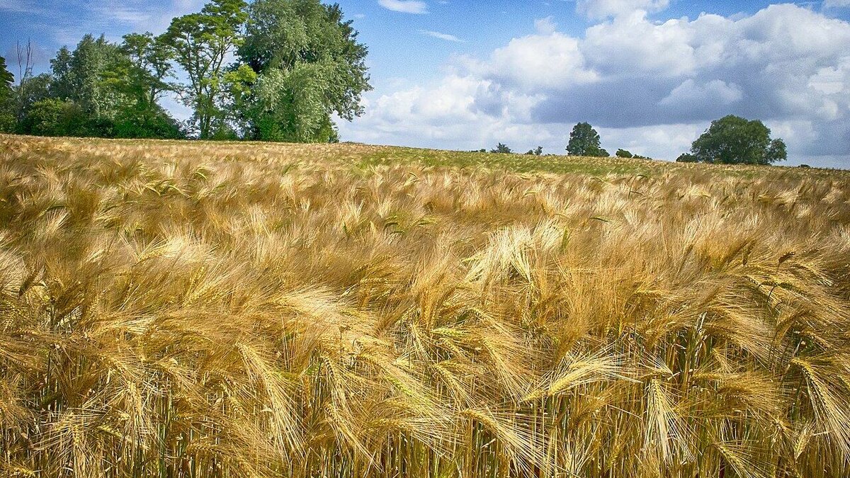     Представитель компании подкупил сотрудника Россельхознадзора, сообщили в прокуратуре Ставрополья.