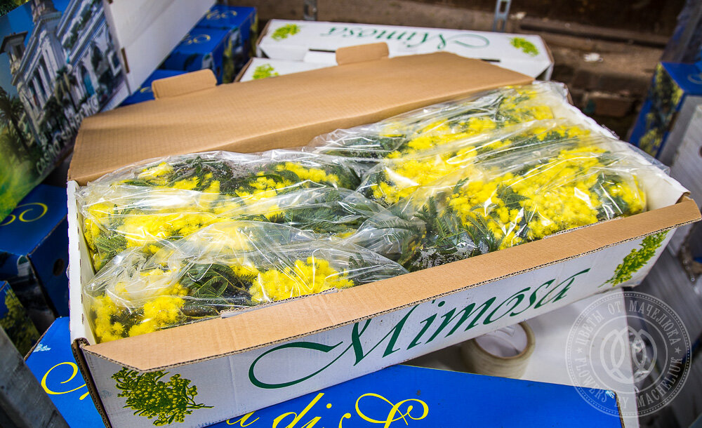 акация серебристая стебель.