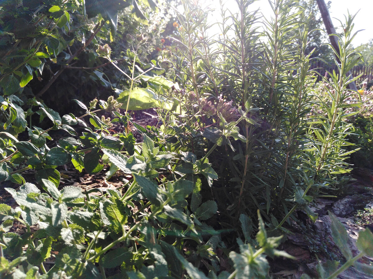 Розмарин в окружении других пряных трав моего сада