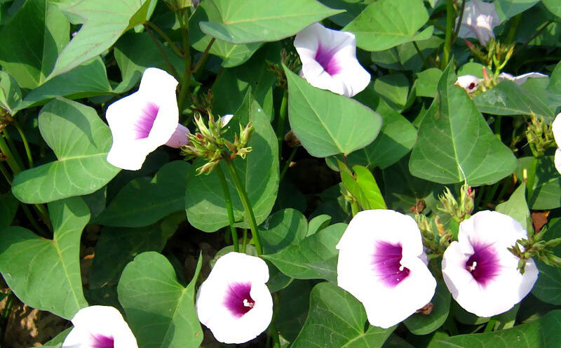 Цветущий батат. Bùi Thụy Đào Nguyên, Wikipedia