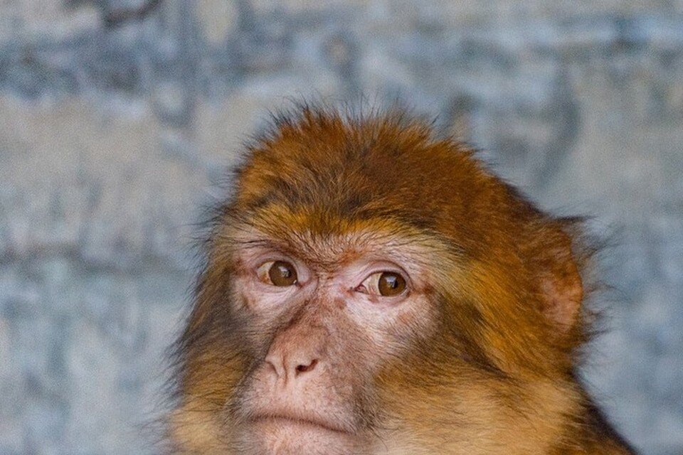     Также у приматов очень развит инстинкт соперничества. Фото: страница Ростовского зоопарка ВКонтакте