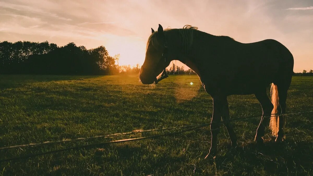 Фото: pexels.com