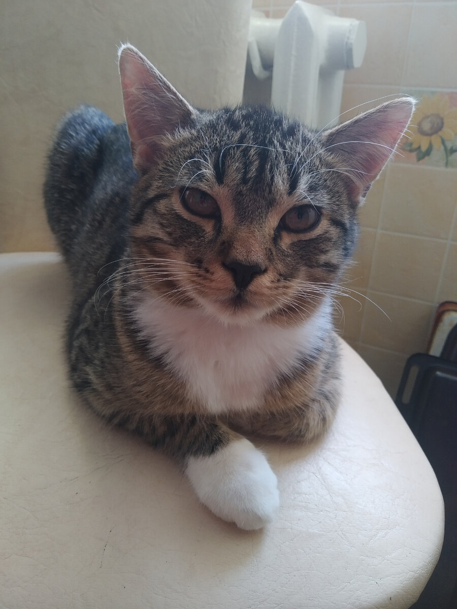 Наблюдал за процессом, Босс😁🐈