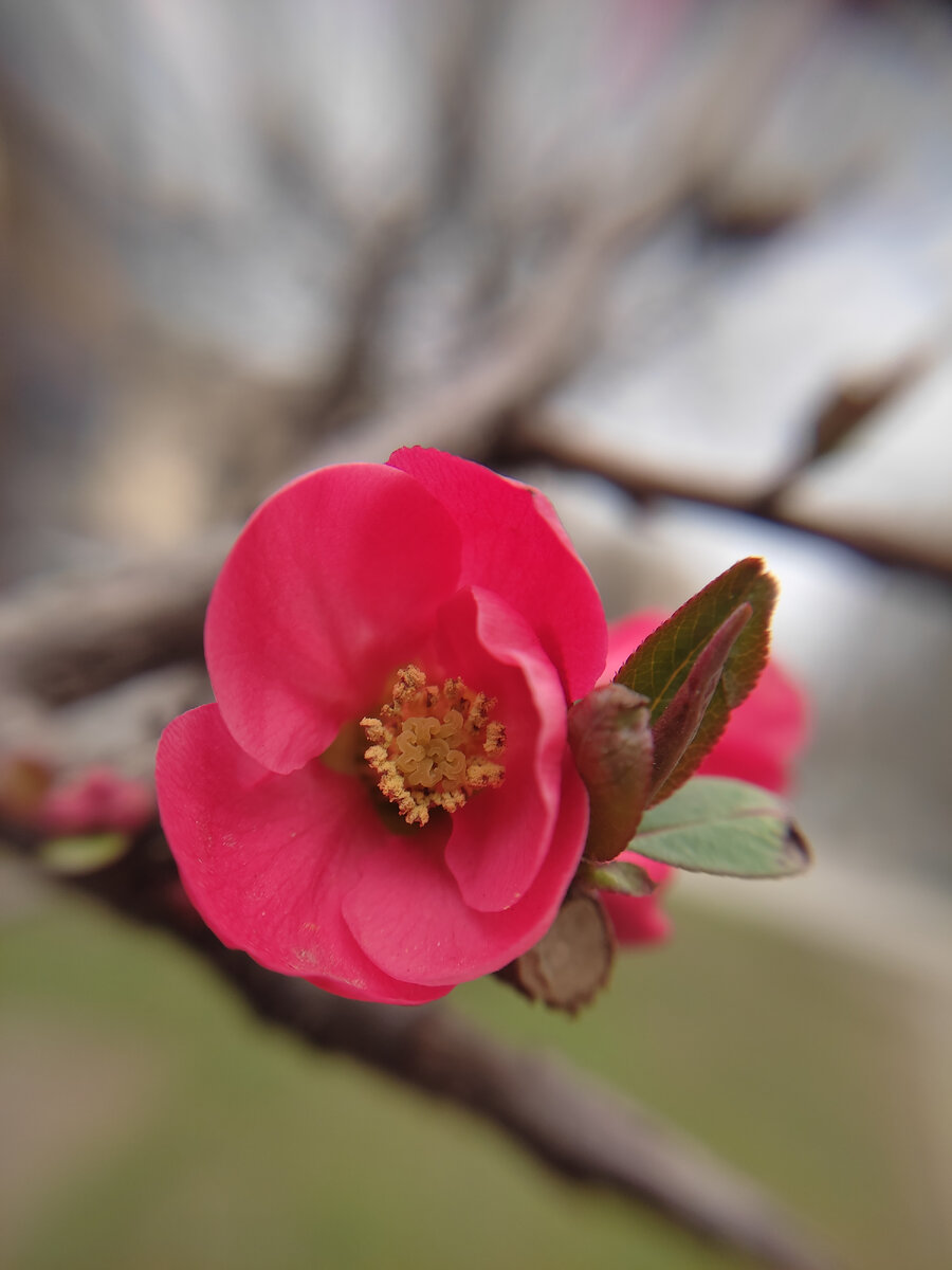 Айва японская