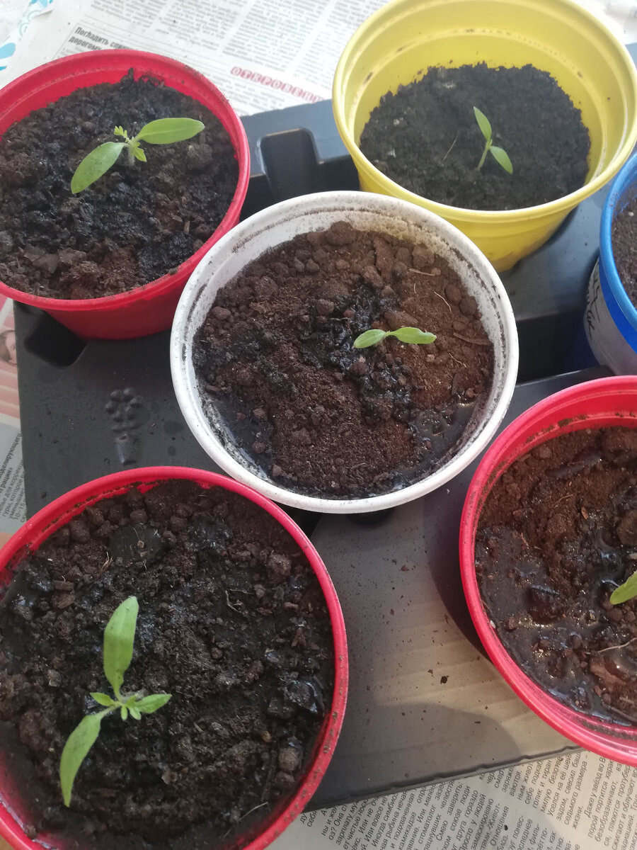 А это я уже досыпала земли.