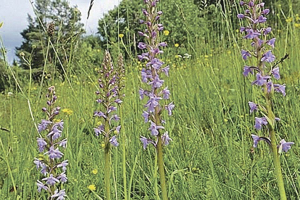     Дикая орхидея.