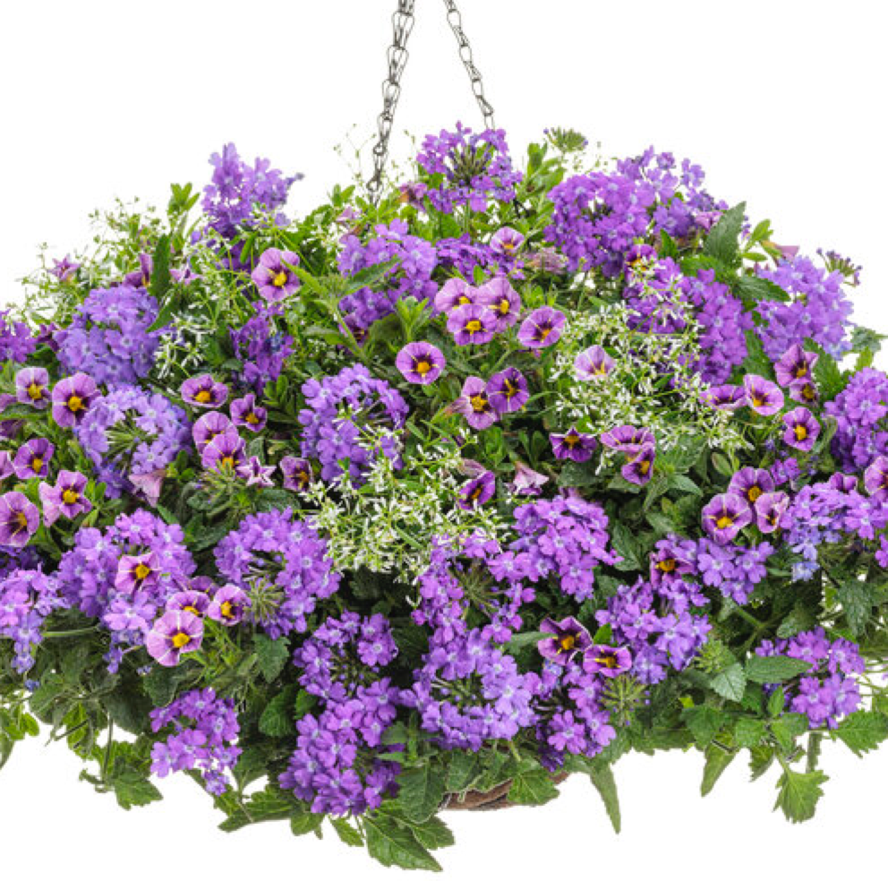 Калибрахоа очень похожа на петунию, но отличается более мелкими цветками (источник фото: provenwinners.com)