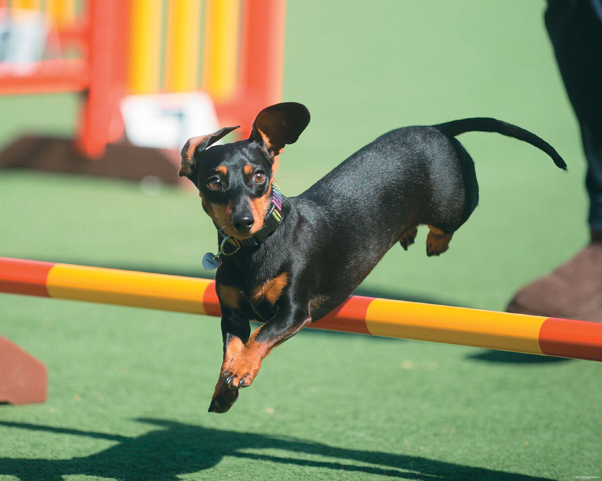 источник фото: https://pets-expert.ru/wp-content/uploads/2018/06/%D0%9F%D1%80%D0%B5%D0%B6%D0%B4%D0%B5-%D0%B2%D1%81%D0%B5%D0%B3%D0%BE-%D1%81%D0%BE%D0%B1%D0%B0%D0%BA%D1%83-%D1%83%D1%87%D0%B0%D1%82-%D0%BF%D1%80%D1%8B%D0%B3%D0%B0%D1%82%D1%8C-%D1%87%D0%B5%D1%80%D0%B5%D0%B7-%D0%B1%D0%B0%D1%80%D1%8C%D0%B5%D1%80.jpg