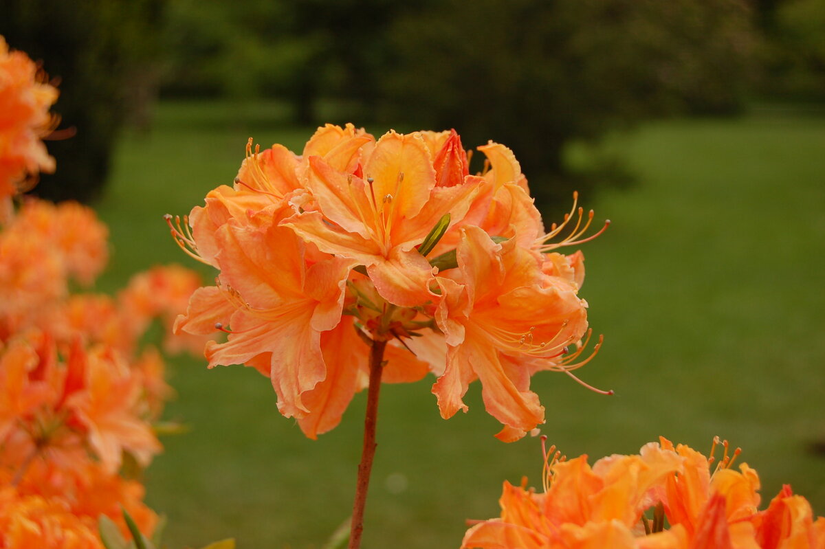 Рододендрон листопадный Golden Lights. Источник flickr.com