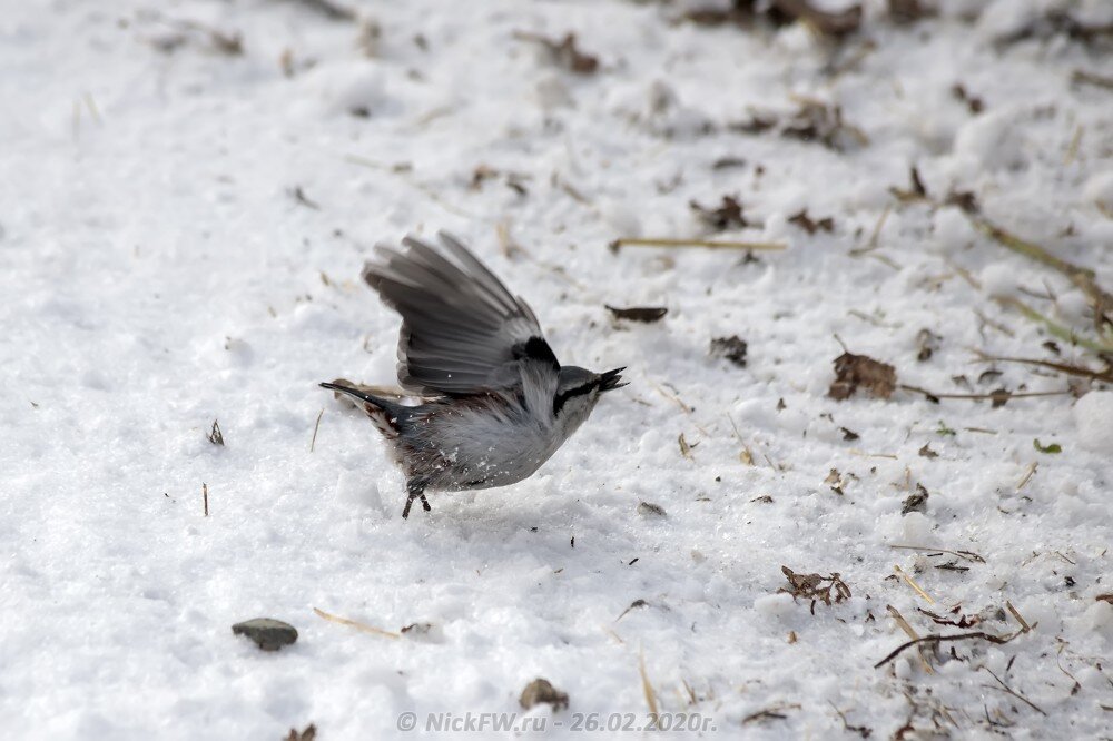 2. Поползень © NickFW.ru - 26.02.2020г.