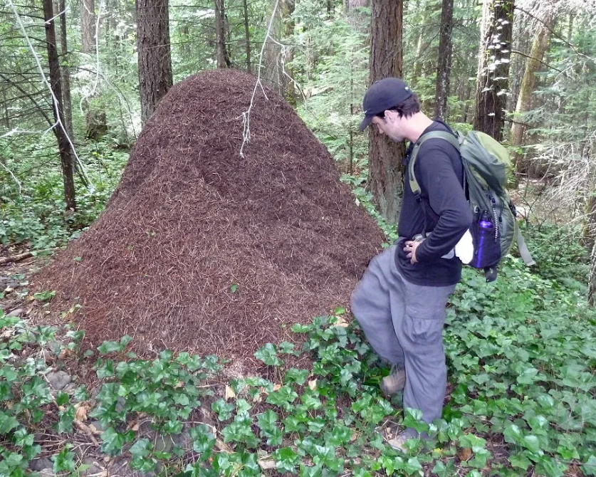 Земли следить за человеком. Огромный Муравейник. Муравьи в муравейнике. Лесной Муравейник. Большие муравейники.