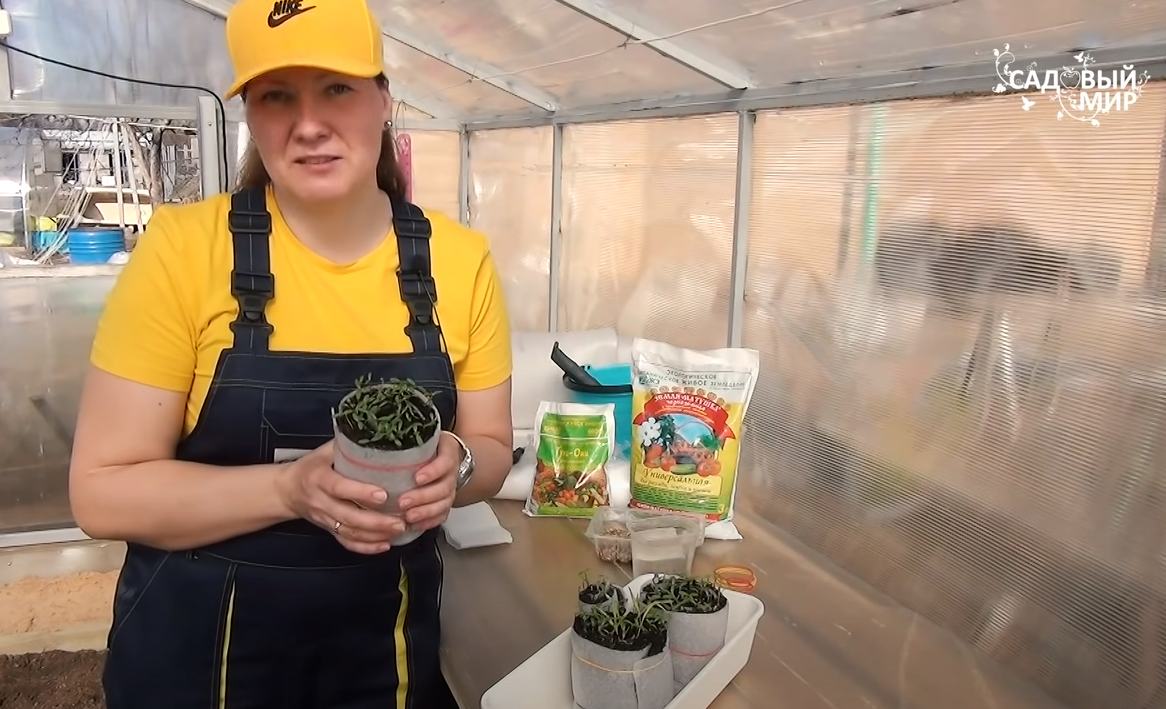 крутим пеленки для рассады