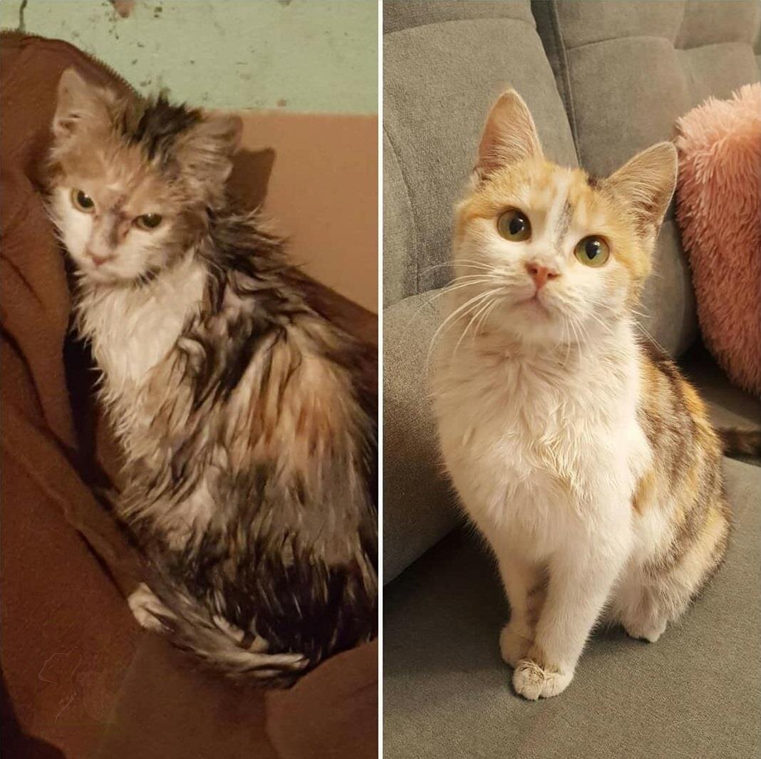 Подобрали котенка с улицы. Бездомные кошки до и после. Котята до и после. Бродячие коты до и после. Кошки из приюта до и после.