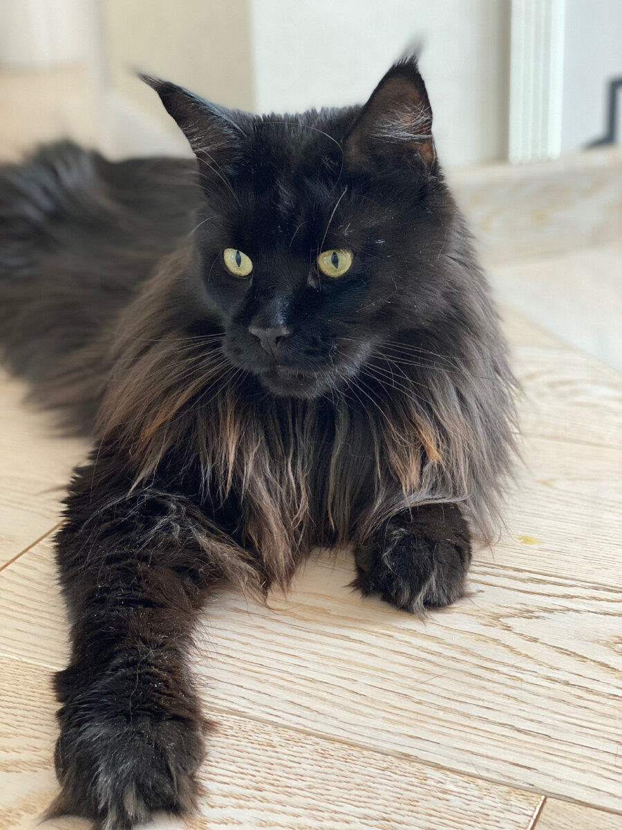 А это мой кот Хантер🐈‍⬛ он мейн-кун. Он большой, умный и вредный. Я люблю проводить с ним время, играть и просто дурачиться. Не обижайте своих питомцев, не забывайте их кормить, заботиться, играть с ними и они у вас будут самыми веселыми и красивыми!💐