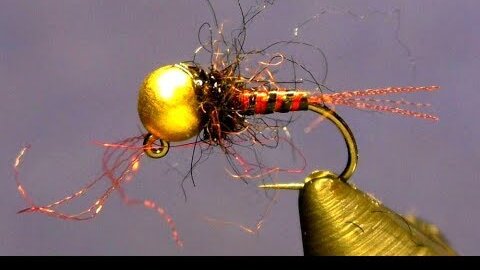 Cardinal Jig Nymph