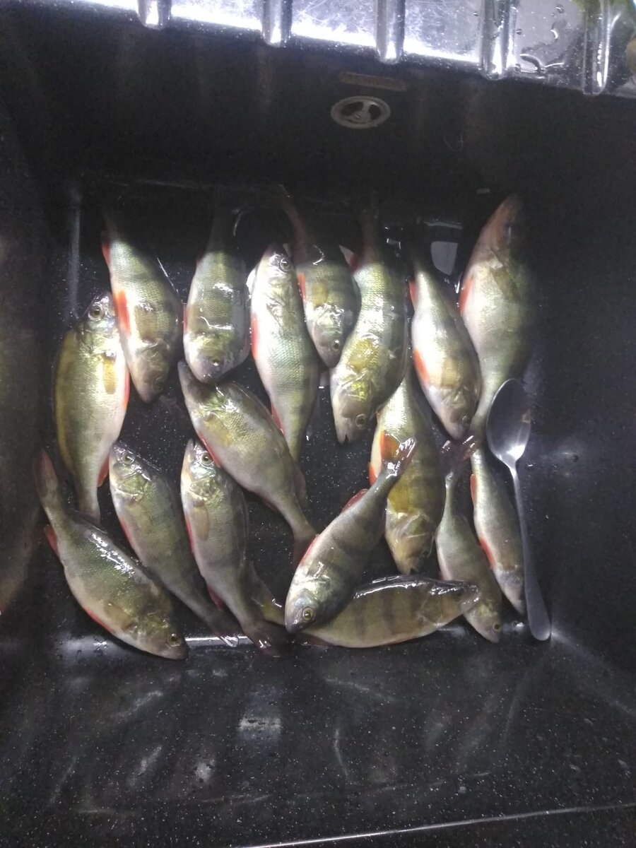 отчеты о рыбалке белоярка свердловская область. белоярка свердловской области рыбалка. белоярка свердловской области рыбалка. рыбалка на белоярском водохранилище летом. белоярское водохранилище рыбалка.