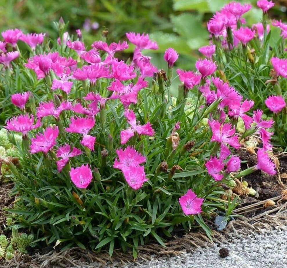 Гвоздика травянка многолетняя уход. Гвоздика травянка (Dianthus deltoides). Гвоздика травянка Альпийская. Гвоздика Альпийская Dianthus Alpinus.