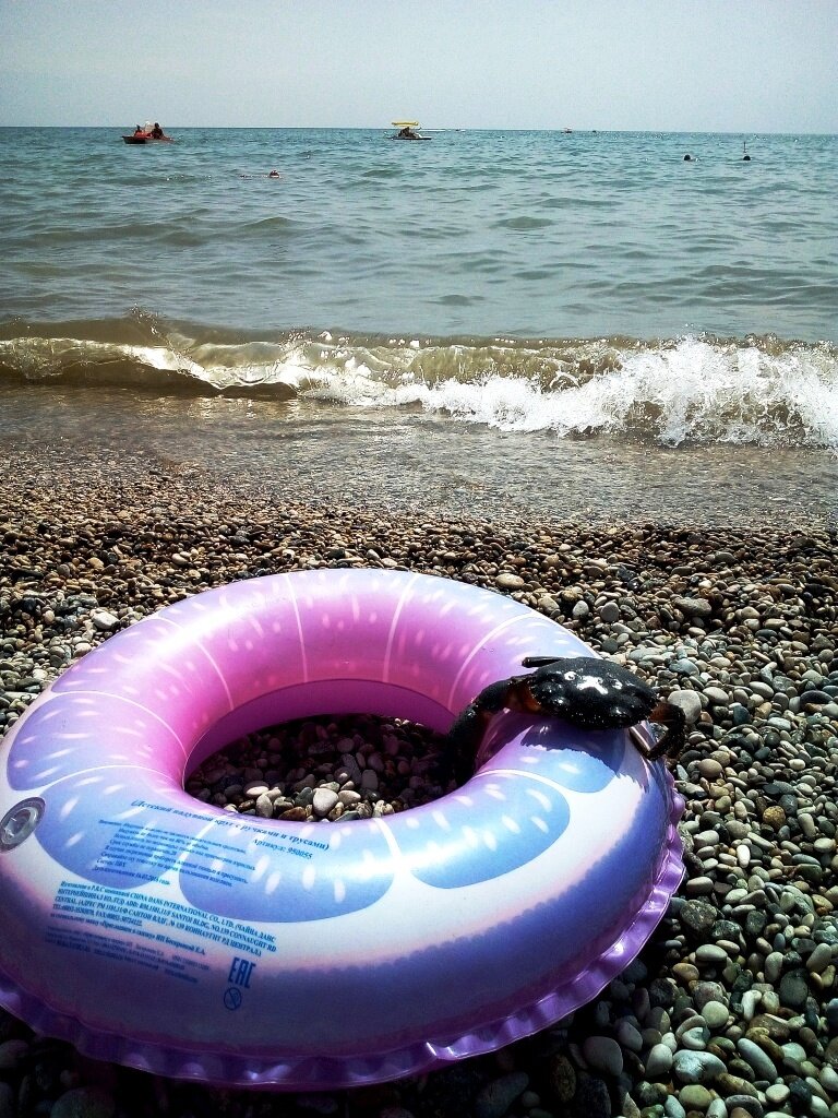 Краб на пляжном круге. Фото автора канала