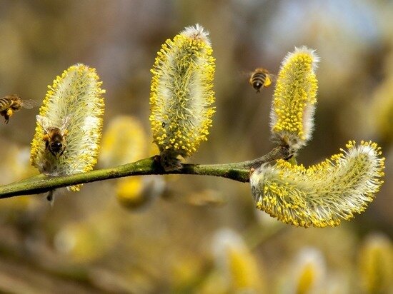     фото: pixabay.com