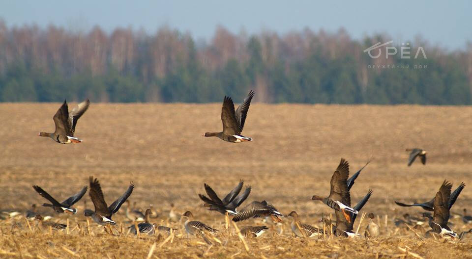 Охота на гуся в Беларуси. Фото forum.guns.ru