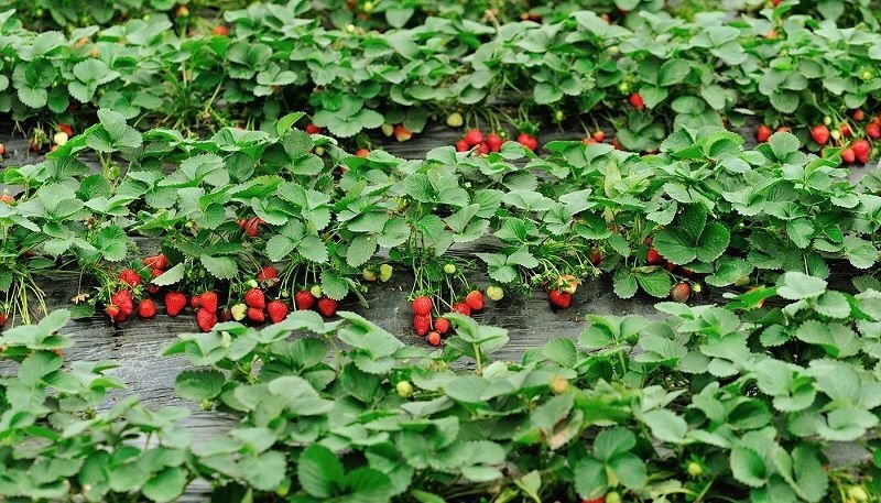     Натуральная подкормка для клубники весной