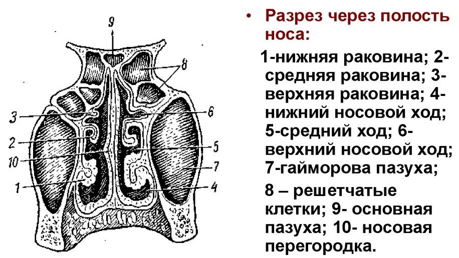 Полость носа