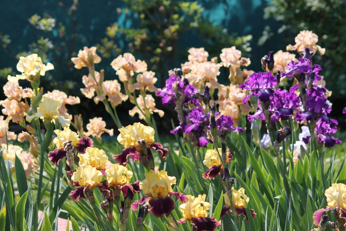 'Венок сонетов' (Локтев, 2005)