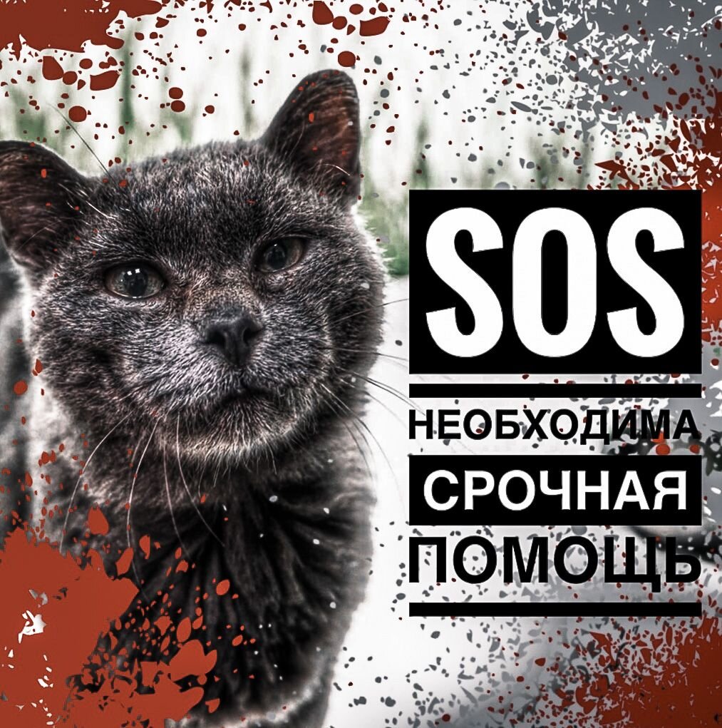 Грину нужна помощь! РАК!