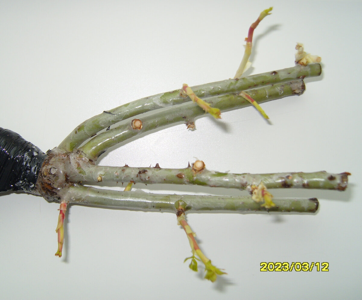 Часть саженца розы Английская розовая после удаления поврежденных ростков