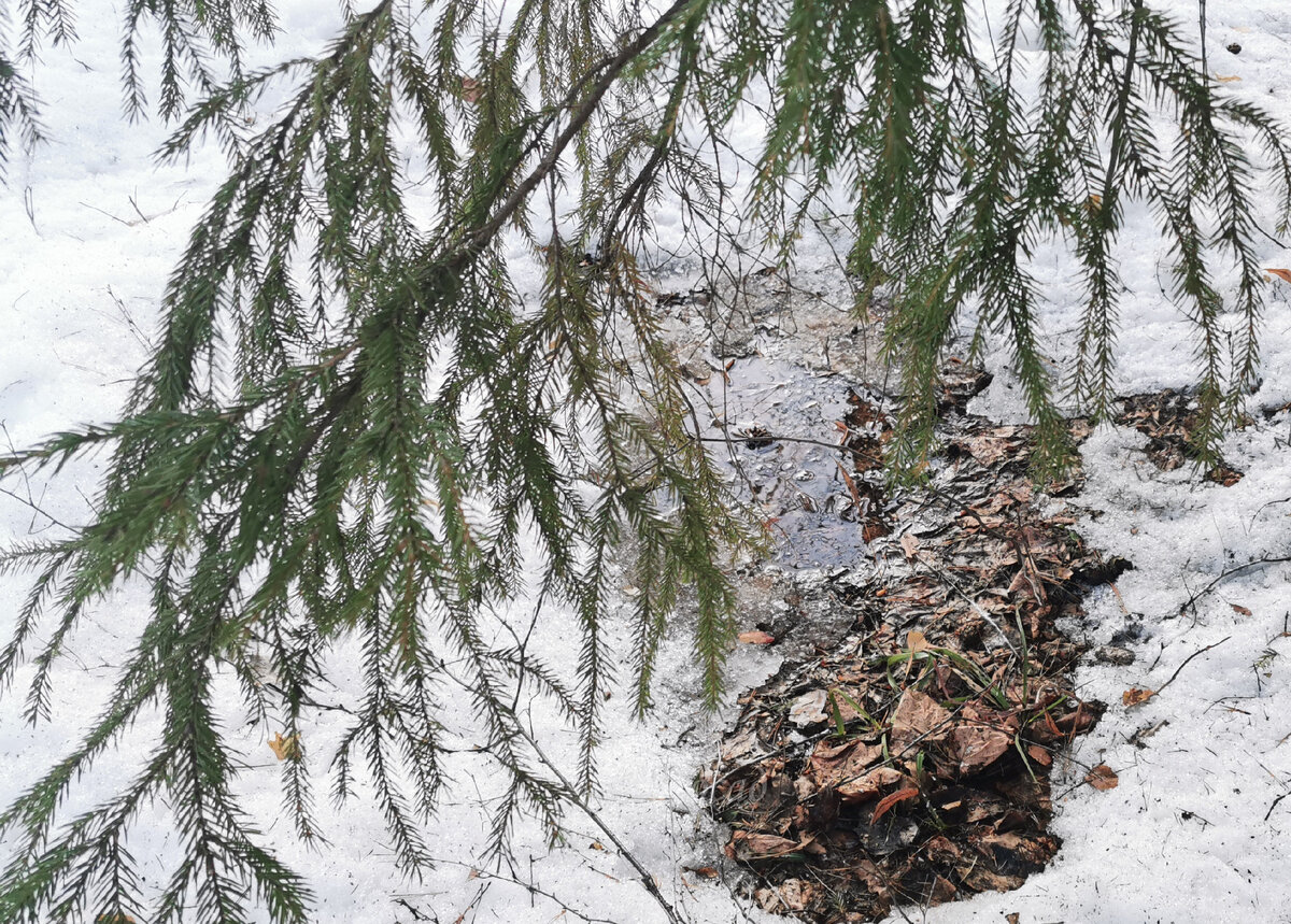 Земля уже оттаяла сверху, а значит, в укрытиях (на моём участке!) установилась положительная температура.