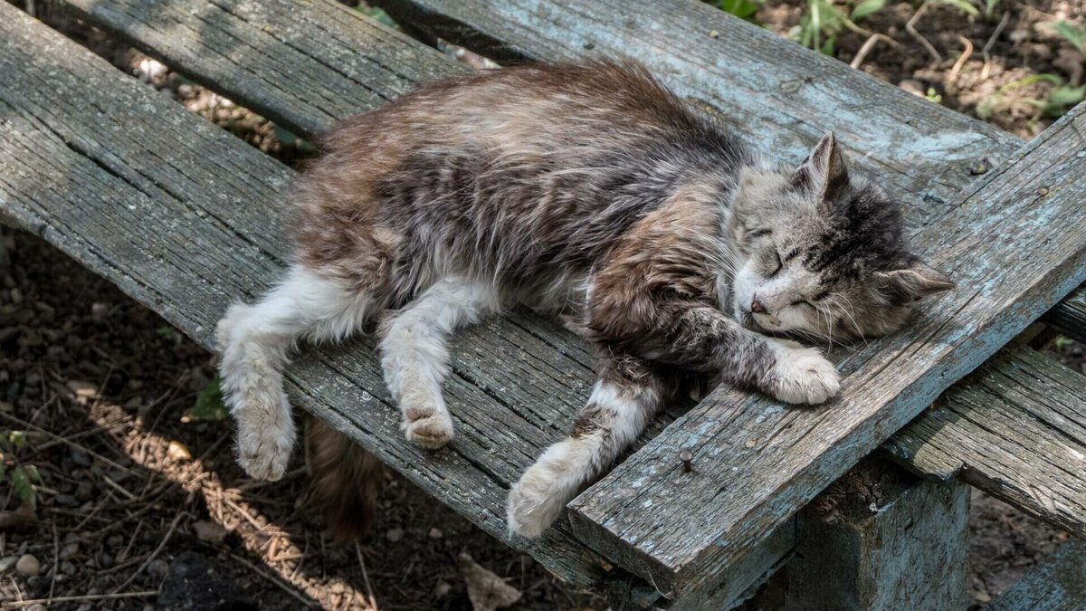 на скамейке семь котят