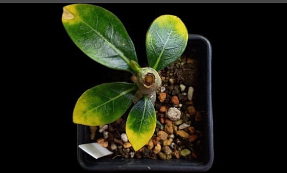 Вот такой он неказистый. Один листик из пазухи виднеется, конечно, но дальше -ни-ни.