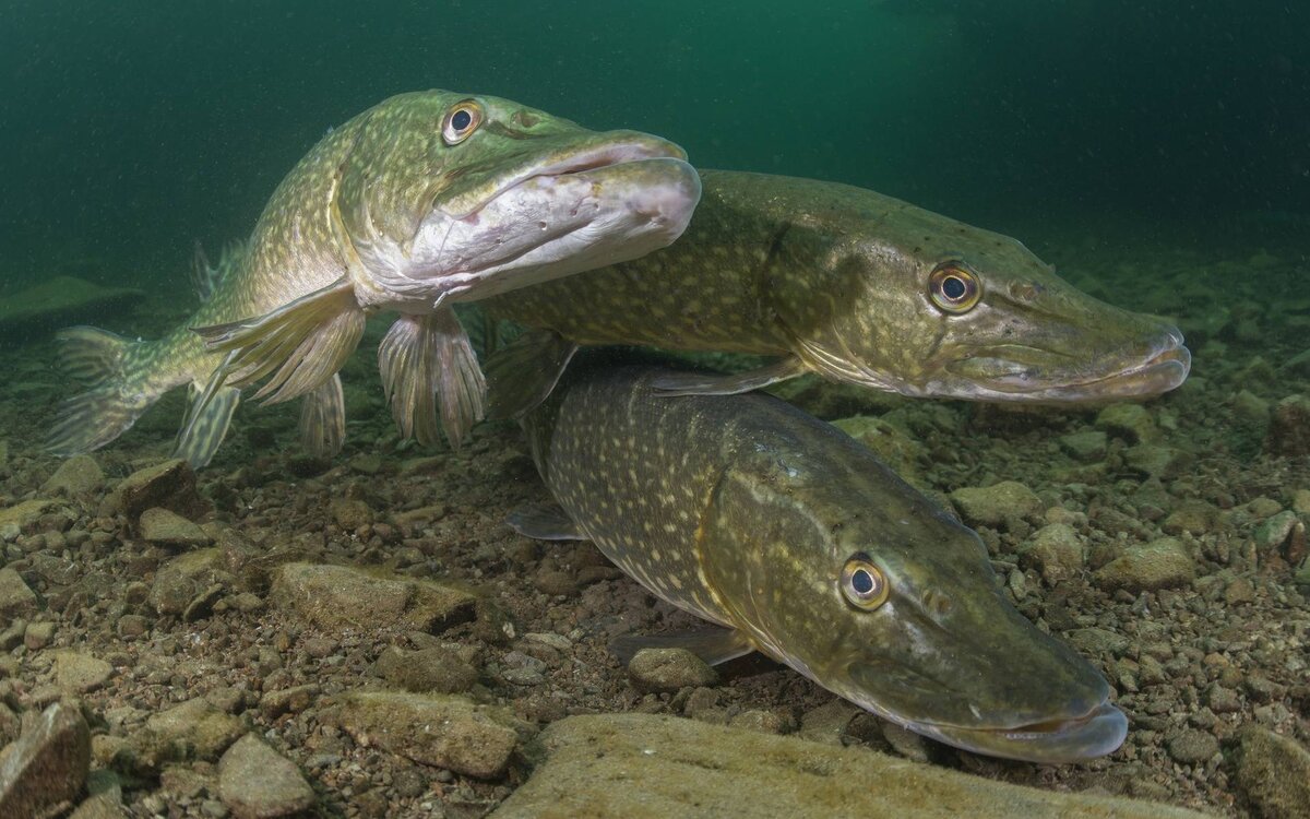 Фото с сайта: https://kobrininform.by