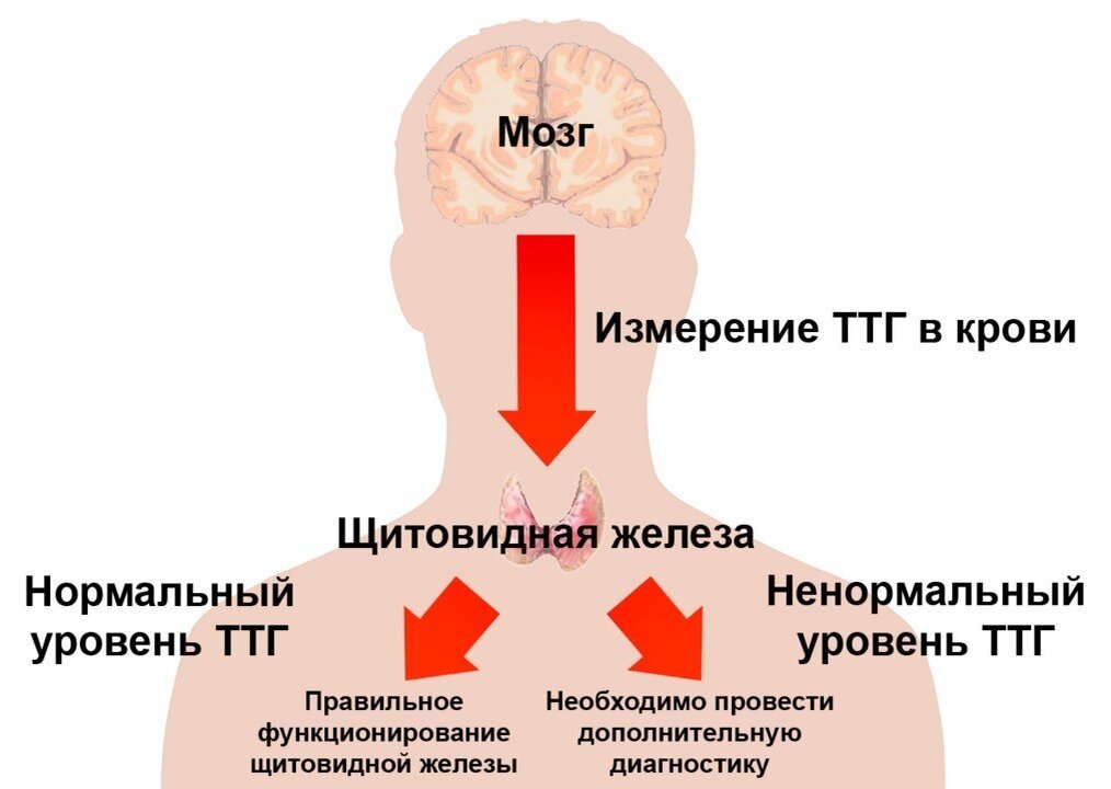 Какой врач железы