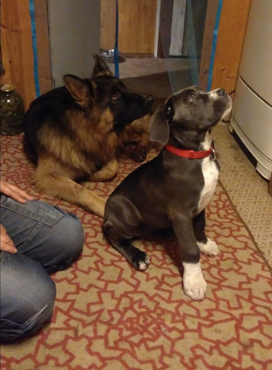 Первый день вместе с Мэрькой