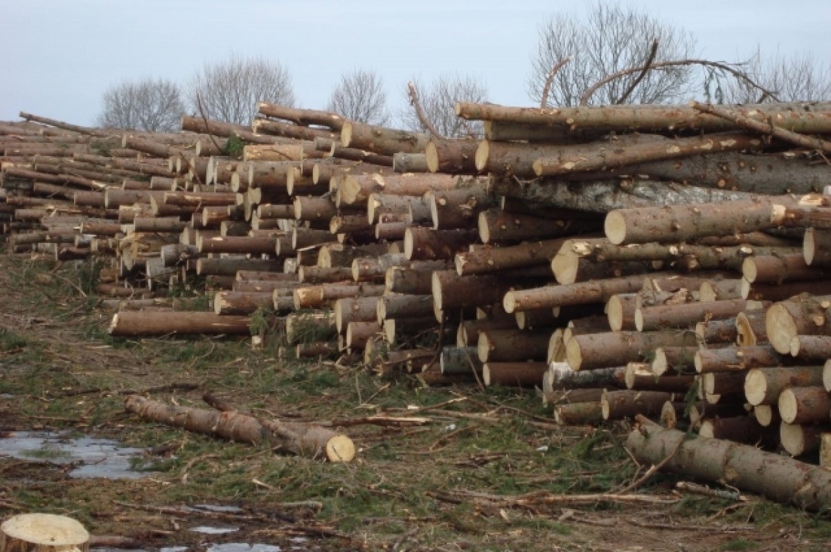    Эксперт Островский рассказал, за счет чего вырос товарооборот РФ с КНР