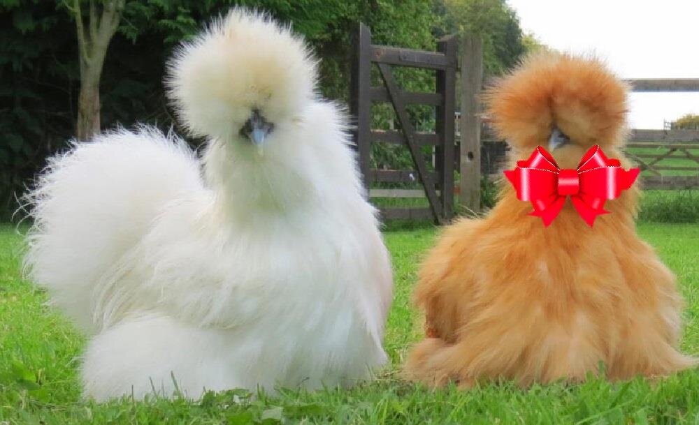 фото для коллажа взяты в свободном доступе инета 