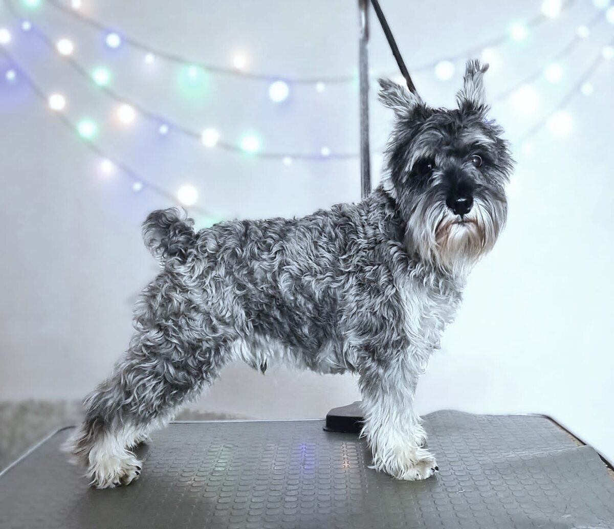 На фото бывший подопечный Фонда ныне счастливый домашний пёс цвержик Арик