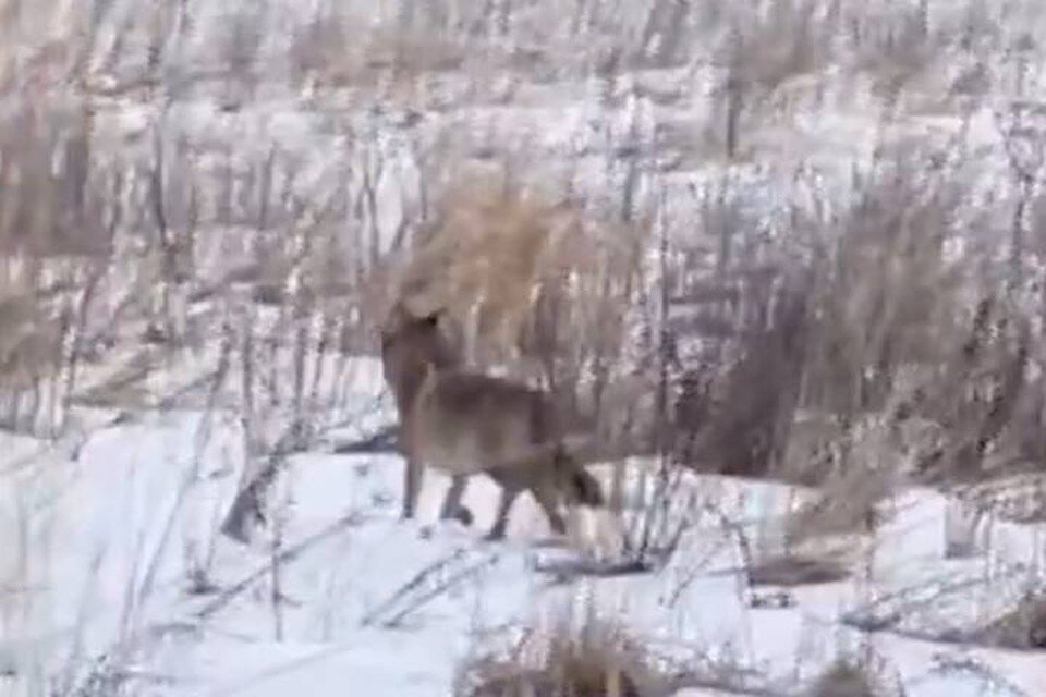     Волка заметили на севере Петербурга  принтскрин видео.