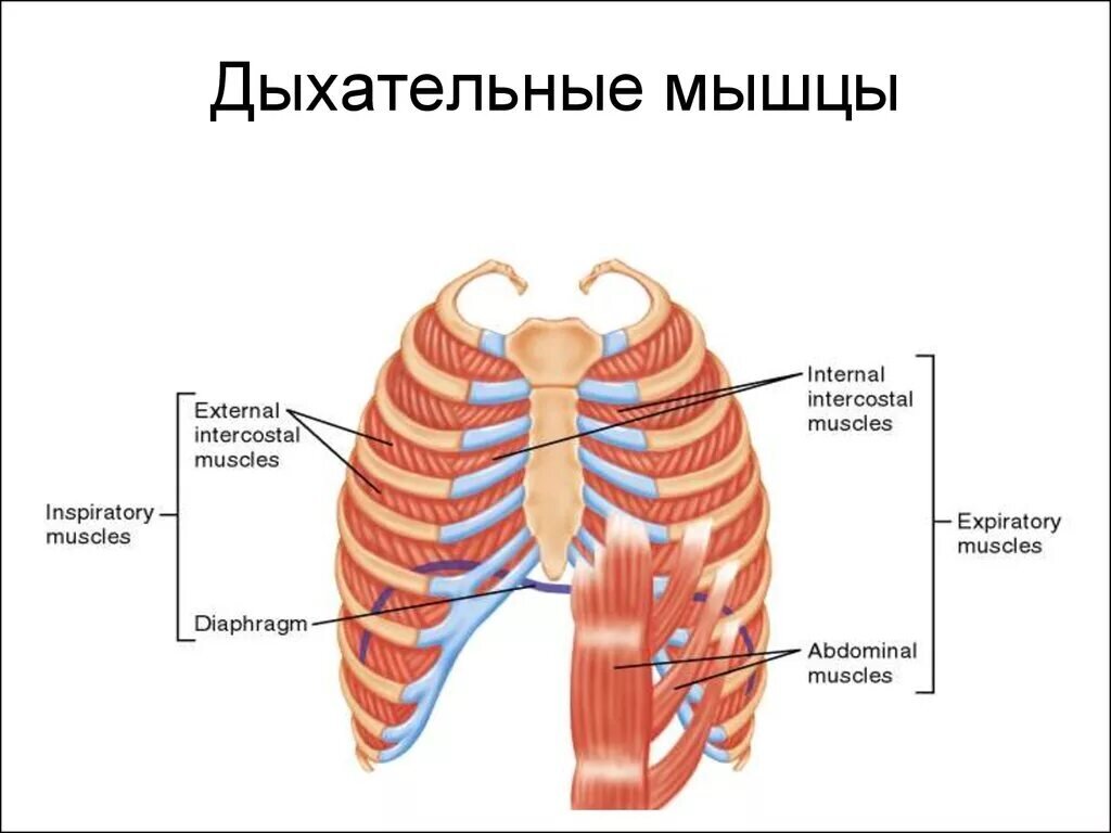 Дыхательная система человека механизм вдоха и выдоха