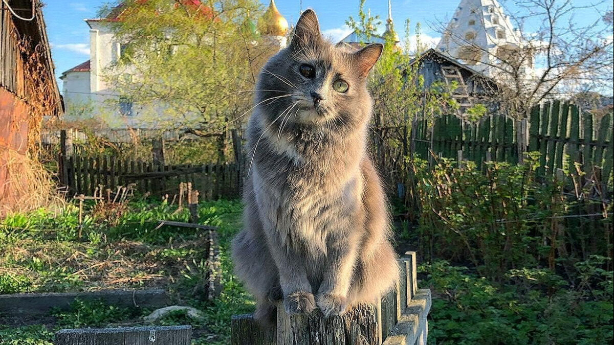 источник фото: i.yapx.cc