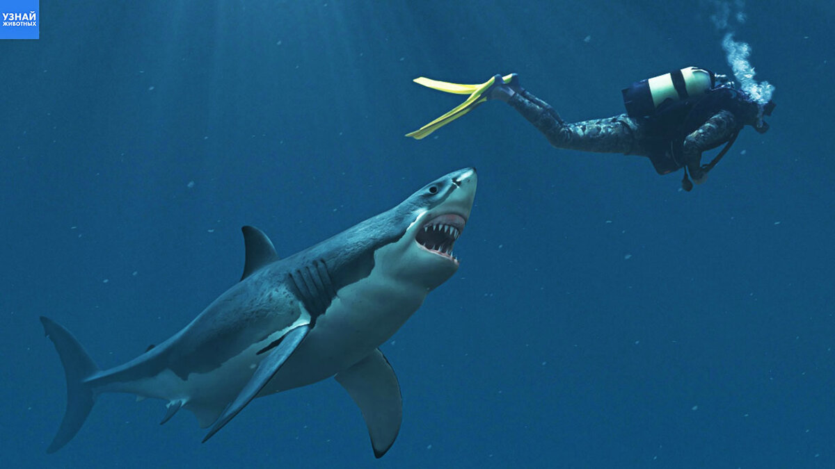 Нападение акулы египте