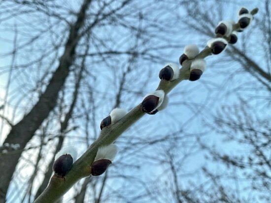     Фото: минприроды и экологии Калужской области