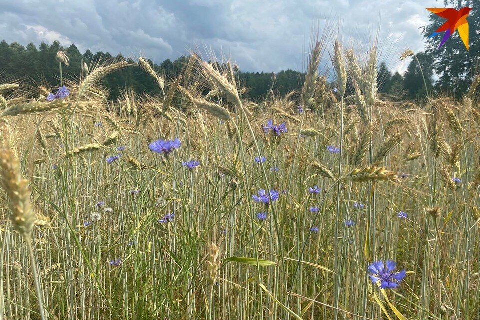     В Беларуси увеличилась продолжительность лета, а зима стала короче. Фото: архив «КП»