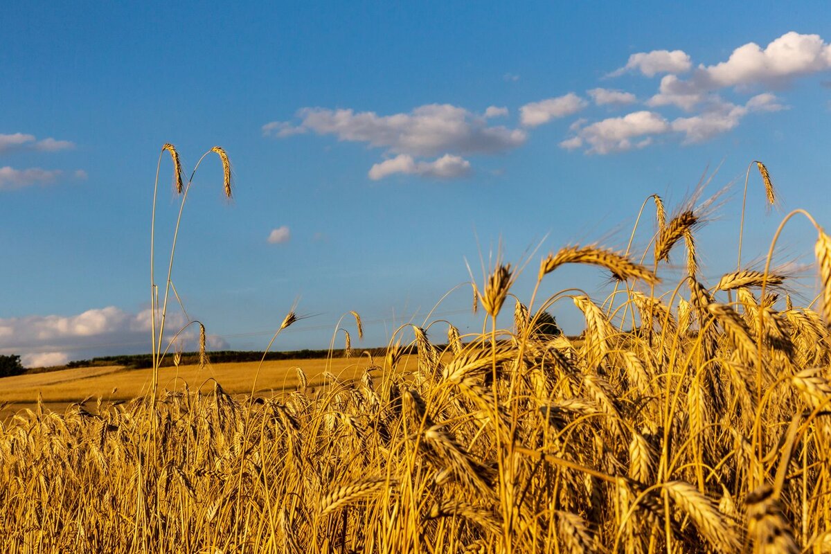 сельское хозяйство польши. польские фермеры. протесты фермеров в польше. поддержка аграриев в 2024 году. польские фермеры украинское зерно.