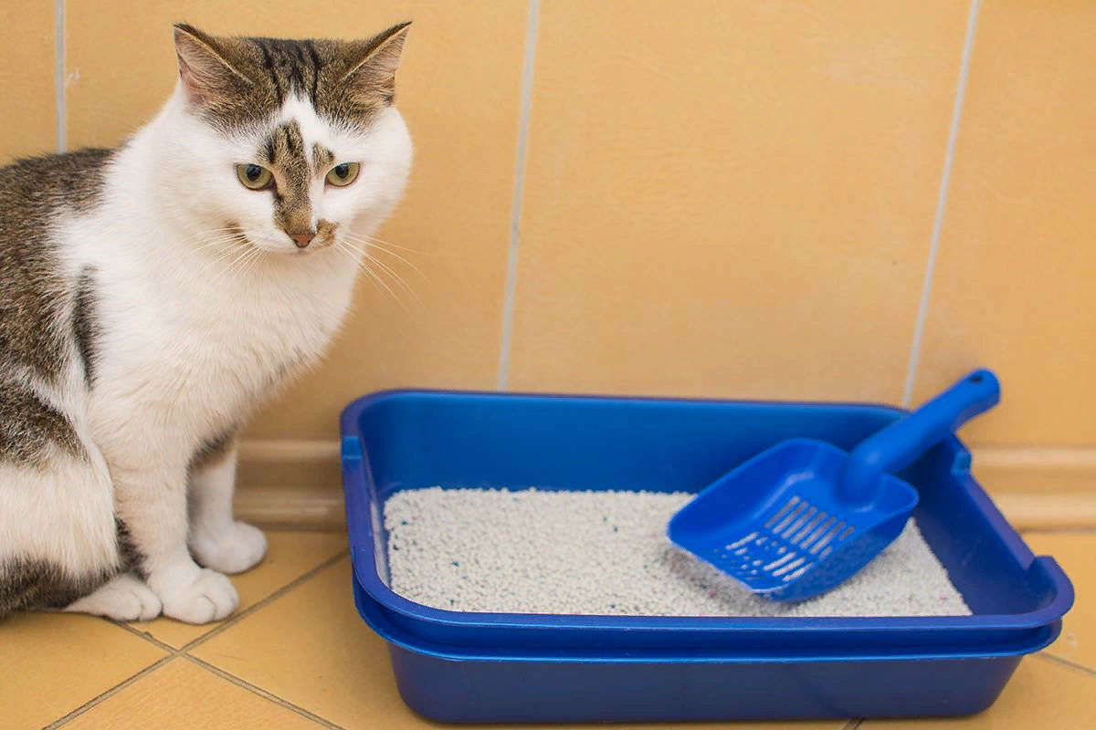 Наполнитель для лотка Cat Litter